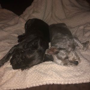 Meet your Posher, Scott